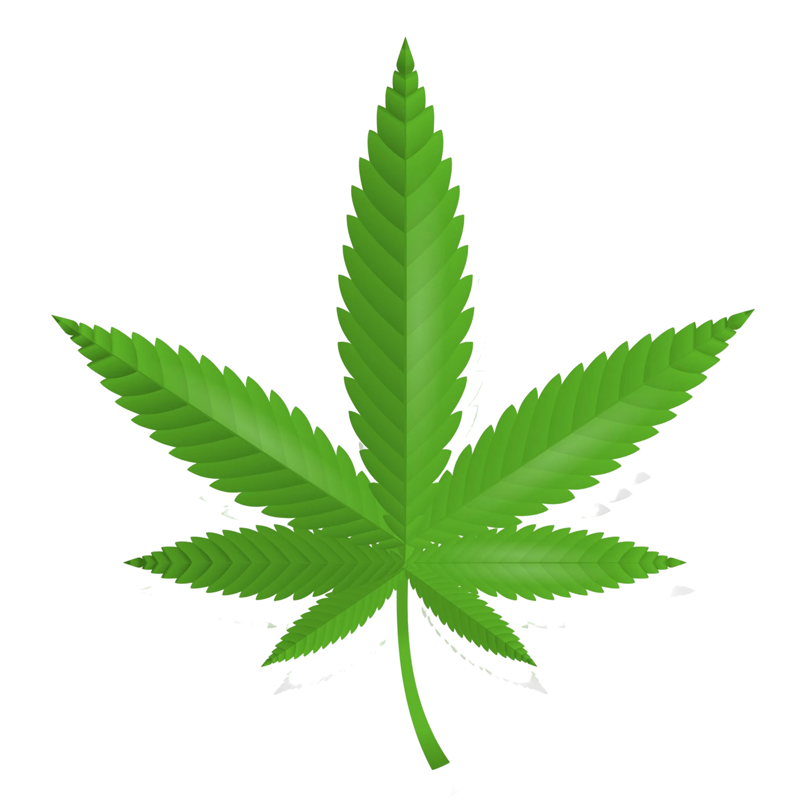 Cannabis
